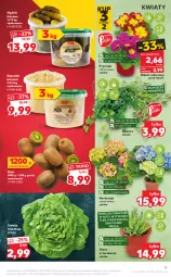 Gazetka promocyjna Kaufland - OFERTA TYGODNIA - Gazetka - ważna od 24.02 do 24.02.2021 - strona 11 - produkty: Koc, Gra, Sałata masłowa, Prymula, Kiwi, Tera, Sałat, Masło