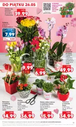 Gazetka promocyjna Kaufland - Gazetka tygodnia - Gazetka - ważna od 24.05 do 24.05.2023 - strona 15 - produkty: Ser, Tulipan, Kosz, Kalanchoe, Tera, Wazon, Dres, Storczyk, Bukiet