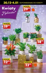 Gazetka promocyjna Biedronka - Od Poniedziałku - Gazetka - ważna od 04.01 do 04.01.2025 - strona 72 - produkty: Sok, Róża, Kalanchoe, Wazon