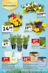 Gazetka promocyjna Auchan - 30 Lat Hipermarket - Gazetka - ważna od 18.03 do 18.03.2026 - strona 16 - produkty: Rzeżucha, Osłonka