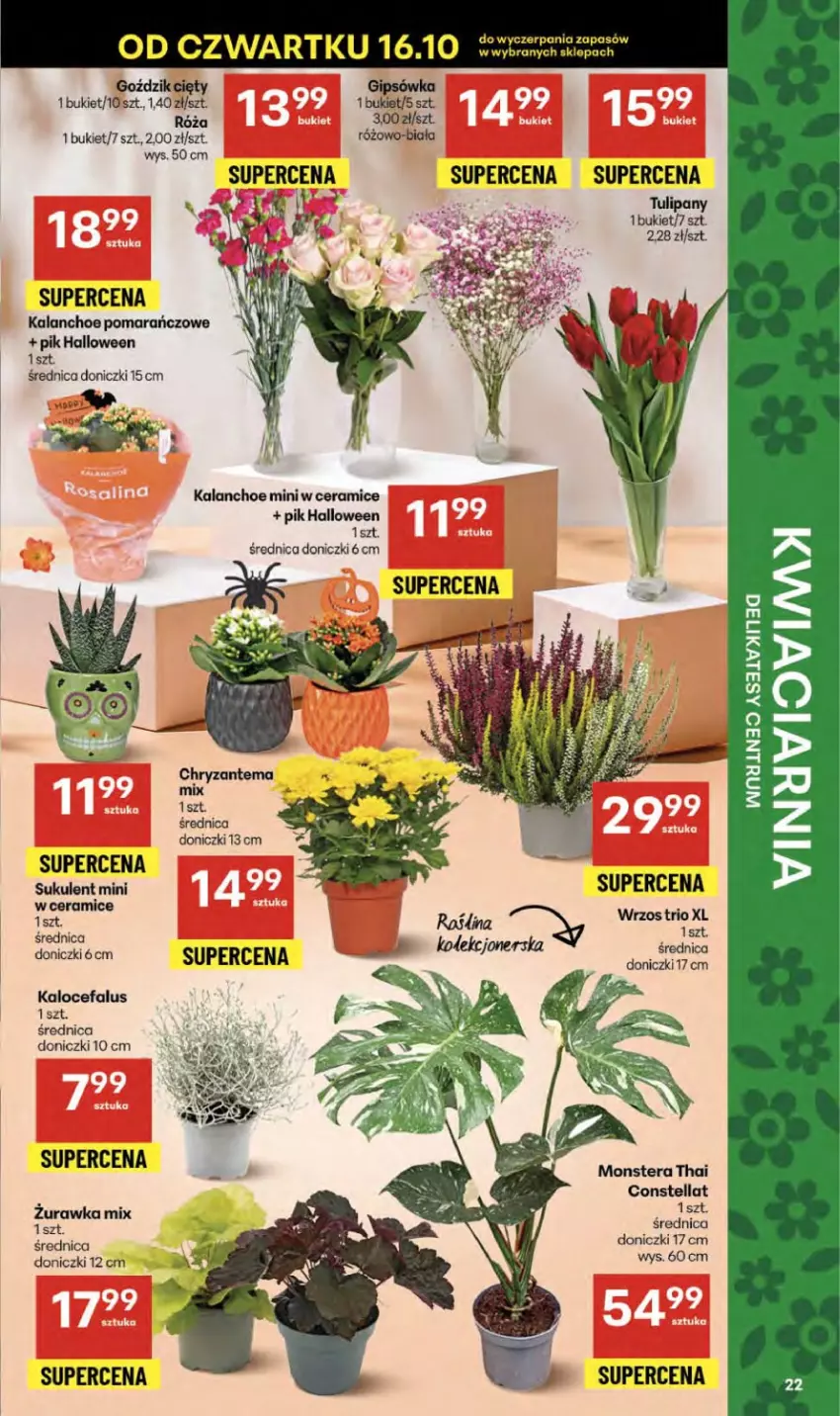 Gazetka promocyjna Delikatesy Centrum - Franczyza DC42 Czwartek - ważna 16.10 do 22.10.2025 - strona 22 - produkty: Bukiet, Chryzantema, Fa, Kalanchoe, Róża, Sukulent, Tera, Tulipan