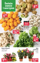 Gazetka promocyjna Stokrotka - Supermarket - Gazetka - ważna od 25.01 do 25.01.2023 - strona 3 - produkty: Mandarynki, Warzywa, Sałata masłowa, Tulipan, Róża, Czosnek, Kiwi, Sałat, Bukiet, Owoce, Masło, Imbir