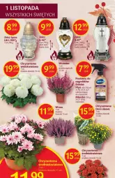 Gazetka promocyjna Delikatesy Centrum - Gazetka DC42 - Gazetka - ważna od 02.11 do 02.11.2022 - strona 30 - produkty: Top, Chryzantema, Mleczko, Znicz, Sidolux
