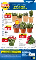 Gazetka promocyjna Lidl - GAZETKA - Gazetka - ważna od 08.02 do 08.02.2023 - strona 65 - produkty: Sok, Koc, Gry, Gra, Tulipan, Kaktus, Cień, O nas, Tera, Mola, Bukiet, Sukulent