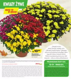 Gazetka promocyjna Bricomarche - Gazetka - Gazetka - ważna od 16.10 do 16.10.2021 - strona 16 - produkty: Kujawski, Top, Sok, Sól, Gry, BIC, Namysłów, Sokołów, Rama, Chryzantema, Szal, Kosz, Dres, Sokół, Podlaski, Szprot, Znicz, Wino, Sprzedawcy, Fa