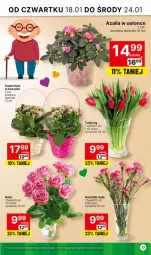 Gazetka promocyjna Delikatesy Centrum - Dyskontowe ceny w Delikatesach Centrum - Gazetka - ważna od 24.01 do 24.01.2024 - strona 17 - produkty: Sok, Tulipan, Kosz, Kalanchoe, Bukiet