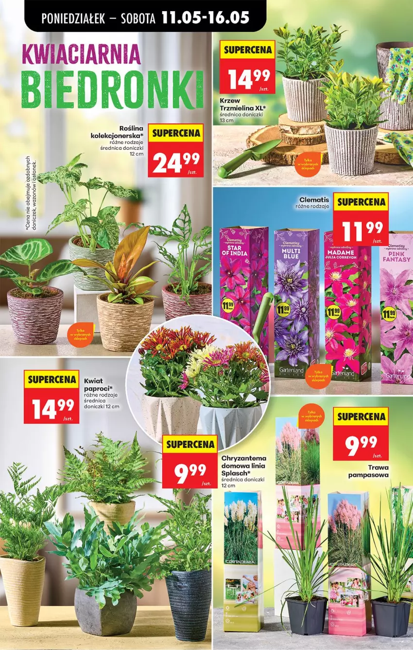 Gazetka promocyjna Biedronka - Od Poniedziałku - ważna 11.05 do 16.05.2026 - strona 40 - produkty: Chryzantema, Wazon