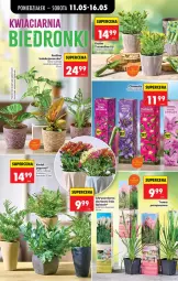 Gazetka promocyjna Biedronka - Od Poniedziałku - Gazetka - ważna od 16.05 do 16.05.2026 - strona 40 - produkty: Chryzantema, Wazon