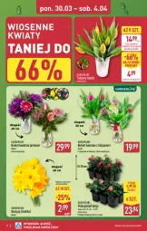 Gazetka promocyjna Aldi - Oferta weekendowa - Gazetka - ważna od 04.04 do 04.04.2026 - strona 8 - produkty: Tulipan, Bukiet, Narcyz