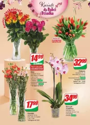 Gazetka promocyjna Dino - Gazetka - ważna od 23.01 do 23.01.2024 - strona 43 - produkty: Sok, Tulipan, Storczyk, Bukiet