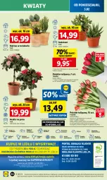 Gazetka promocyjna Lidl - GAZETKA - Gazetka - ważna od 07.02 do 07.02.2024 - strona 49 - produkty: Sok, Por, Koc, Gry, Tulipan, Kaktus, Cień, O nas, Tera, Mola, Bukiet, Olej, Sukulent