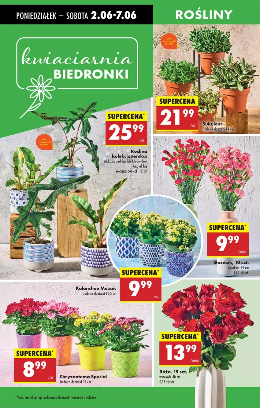 Gazetka promocyjna Biedronka - Od Poniedziałku - ważna 02.06 do 07.06.2025 - strona 19 - produkty: AEG, Chryzantema, Fa, Kalanchoe, Róża, Ser, Sok, Wazon