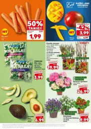 Gazetka promocyjna Kaufland - Gazetka - ważna od 19.03 do 19.03.2025 - strona 22 - produkty: Por, Dzwonek, Morela, Sałat, Gres