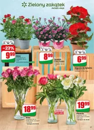 Gazetka promocyjna Dino - Gazetka 23 / 2026 - Gazetka - ważna od 09.06 do 09.06.2026 - strona 57 - produkty: Piwo, Sok, Bukiet