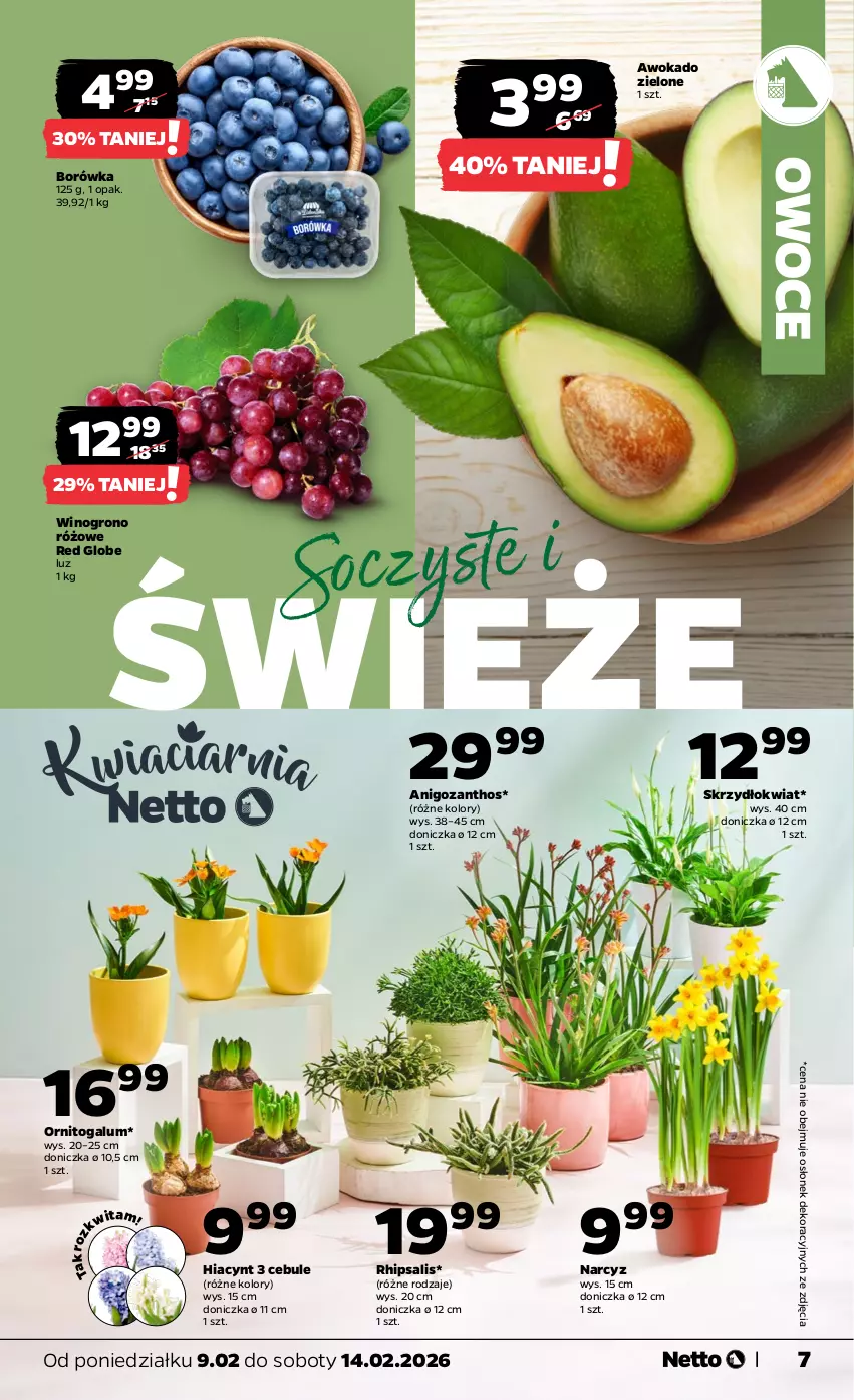 Gazetka promocyjna Netto - Od Poniedziałku - ważna 09.02 do 14.02.2026 - strona 7 - produkty: Borówka, Hiacynt, Narcyz, Owoce, Wino