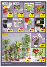 Gazetka promocyjna Carrefour - Gazetka Market - Gazetka - ważna od 05.02 do 05.02.2022 - strona 17 - produkty: Top, Por, Tulipan, Sport, Bukiet, Osłonka