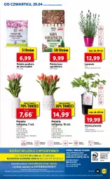 Gazetka promocyjna Lidl - GAZETKA - Gazetka - ważna od 30.04 do 30.04.2021 - strona 55 - produkty: Piwo, Tulipan, Cień, O nas, Storczyk, Bukiet