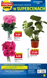 Gazetka promocyjna Lidl - GAZETKA - Gazetka - ważna od 14.09 do 14.09.2022 - strona 57 - produkty: Gry, Gerber, Tera, Mola, Bukiet