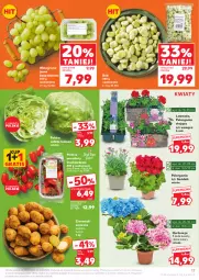 Gazetka promocyjna Kaufland - Gazetka tygodnia - Gazetka - ważna od 04.06 do 04.06.2025 - strona 17 - produkty: Gra, Sałata lodowa, Ziemniaki, Sałat, Winogrona, Wino, Grunt, Pomidory