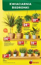 Gazetka promocyjna Biedronka - W tym tygodniu P - Gazetka - ważna od 24.09 do 24.09.2022 - strona 7 - produkty: Gin, BIC, Kalanchoe, , Fa