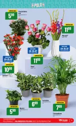 Gazetka promocyjna PoloMarket - Gazetka pomocyjna - Gazetka - ważna od 25.07 do 25.07.2023 - strona 9 - produkty: Hama, Chryzantema, Bukiet