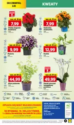 Gazetka promocyjna Lidl - GAZETKA - Gazetka - ważna od 04.05 do 04.05.2024 - strona 48 - produkty: Sok, Por, Gra, Cień, O nas, Storczyk, Mola