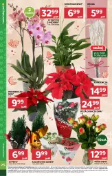 Gazetka promocyjna Stokrotka - Market Opole/Radom - Gazetka - ważna od 11.12 do 11.12.2024 - strona 10 - produkty: Warzywa, Róża, Kalanchoe, Storczyk, Bukiet, Owoce, Mięso