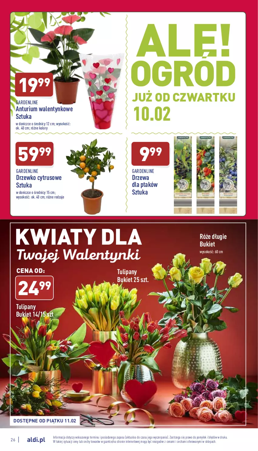 Gazetka promocyjna Aldi - Katalog spożywczy - ważna 07.02 do 12.02.2022 - strona 26 - produkty: Bukiet, Sok, Tulipan