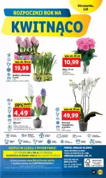 Gazetka promocyjna Lidl - GAZETKA - Gazetka - ważna od 07.01 do 07.01.2023 - strona 49 - produkty: Por, Gry, Hiacynt, Papier, Cień, Portal, Storczyk, Bukiet, Narcyz, Masło