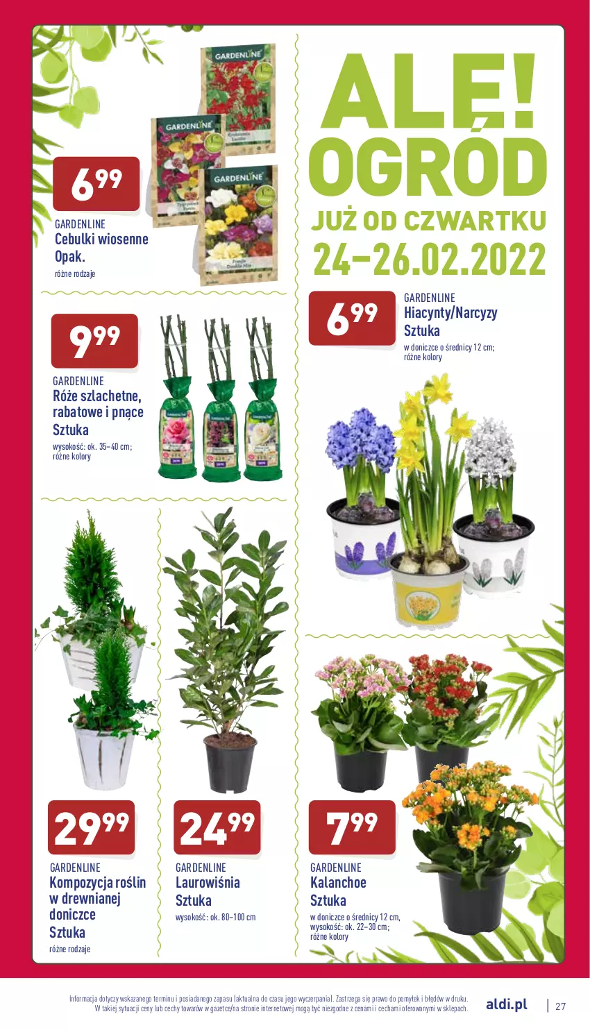 Gazetka promocyjna Aldi - Pełny katalog - ważna 21.02 do 26.02.2022 - strona 27 - produkty: Hiacynt, Kalanchoe, Laur, Narcyz, Sok