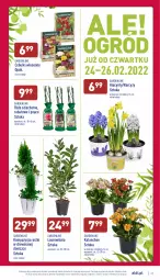 Gazetka promocyjna Aldi - Pełny katalog - Gazetka - ważna od 26.02 do 26.02.2022 - strona 27 - produkty: Sok, Hiacynt, Kalanchoe, Laur, Narcyz