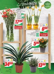 Gazetka promocyjna Dino - Gazetka - ważna od 04.02 do 04.02.2025 - strona 46 - produkty: Sok, Kalanchoe, Bukiet
