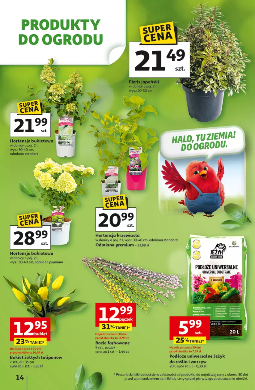Gazetka promocyjna Auchan - 30 Lat Hipermarket - ważna 31.03 do 04.04.2026 - strona 14 - produkty: Bukiet, Fa, Paola, Tulipan