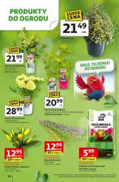 Gazetka promocyjna Auchan - 30 Lat Hipermarket - Gazetka - ważna od 04.04 do 04.04.2026 - strona 14 - produkty: Tulipan, Paola, Bukiet, Fa