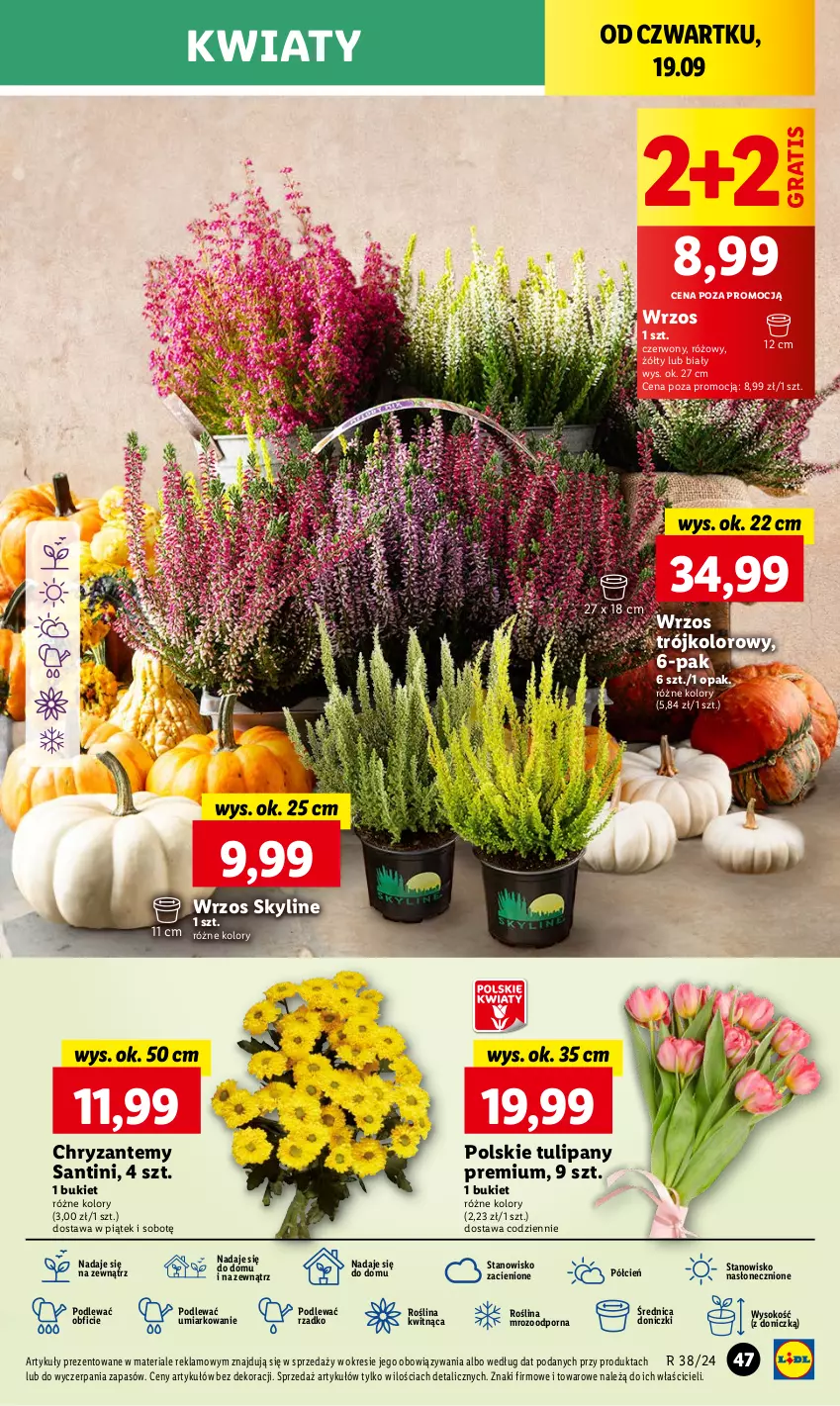 Gazetka promocyjna Lidl - GAZETKA - ważna 19.09 do 21.09.2024 - strona 53 - produkty: Bukiet, Cień, Gra, O nas, Por, Sok, Tulipan