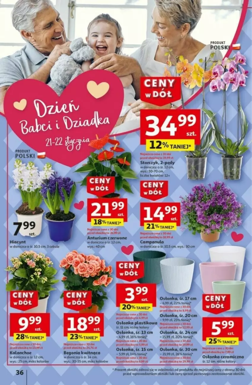 Gazetka promocyjna Auchan - ważna 16.01 do 21.01.2025 - strona 32 - produkty: Campanula, Hiacynt, Kalanchoe, Osłonka, Storczyk