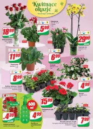 Gazetka promocyjna Dino - Gazetka - Gazetka - ważna od 11.05 do 11.05.2021 - strona 16 - produkty: Por, Ogórek, Sałat, Piast, Storczyk, Bukiet, Aksam, Masło