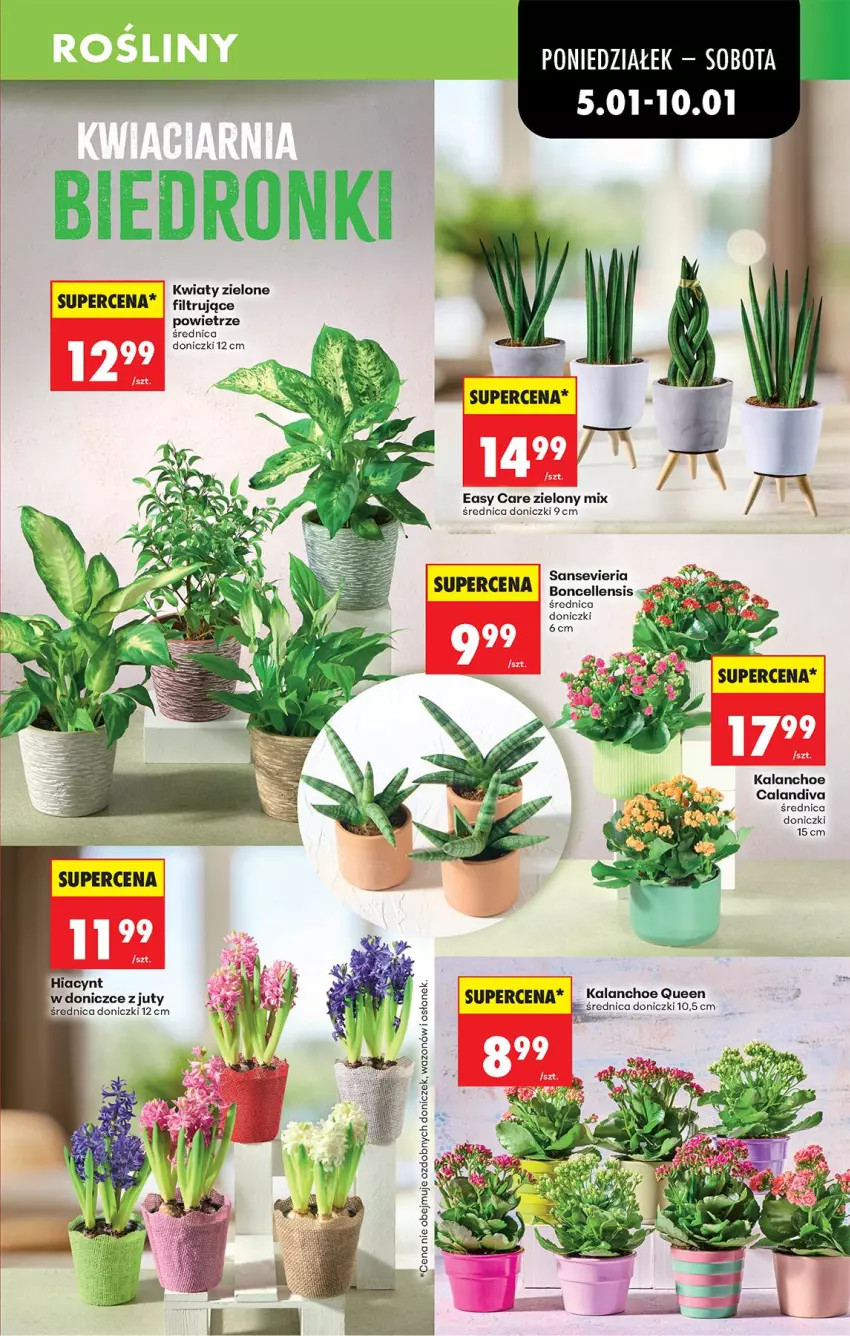 Gazetka promocyjna Biedronka - Od Poniedziałku - ważna 05.01 do 10.01.2026 - strona 23 - produkty: Hiacynt, Kalanchoe