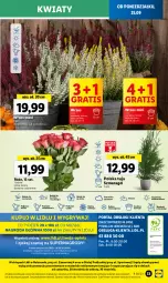 Gazetka promocyjna Lidl - GAZETKA - Gazetka - ważna od 27.09 do 27.09.2023 - strona 43 - produkty: Sok, Por, Gry, Gra, Bols, Cień, O nas, Sport, Podlaski, Mola, Bukiet