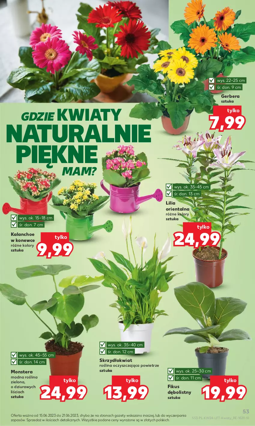 Gazetka promocyjna Kaufland - Gazetka tygodnia - ważna 15.06 do 21.06.2023 - strona 53 - produkty: Gerber, Kalanchoe, Tera