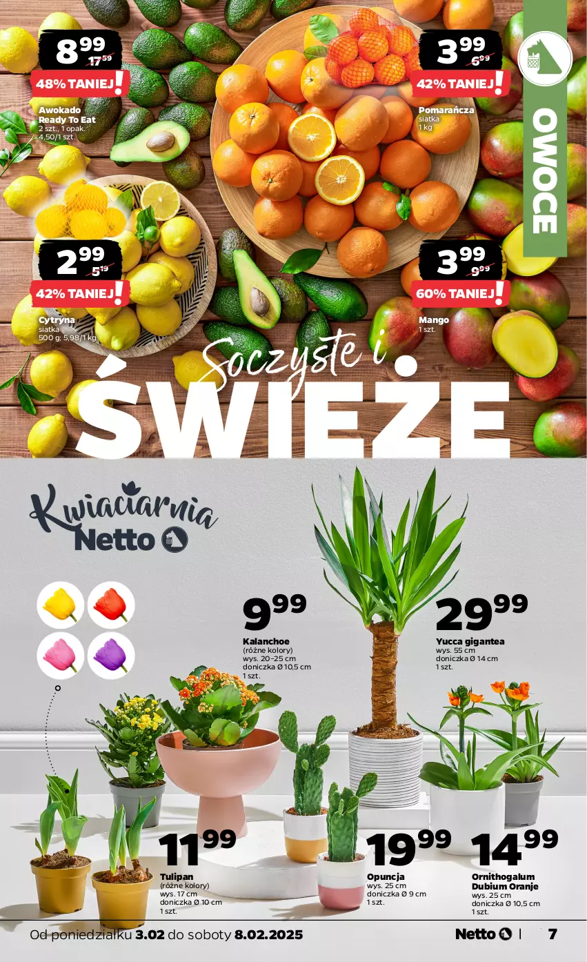 Gazetka promocyjna Netto - Od Poniedziałku - ważna 03.02 do 08.02.2025 - strona 7 - produkty: Kalanchoe, Mango, Owoce, Siatka, Tulipan