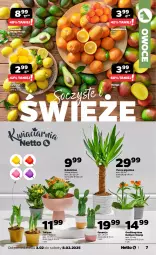 Gazetka promocyjna Netto - Od Poniedziałku - Gazetka - ważna od 08.02 do 08.02.2025 - strona 7 - produkty: Tulipan, Kalanchoe, Siatka, Owoce, Mango