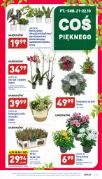 Gazetka promocyjna Aldi - Pełny katalog - Gazetka - ważna od 22.10 do 22.10.2022 - strona 27 - produkty: Sok, Kosz, Storczyk, Fa