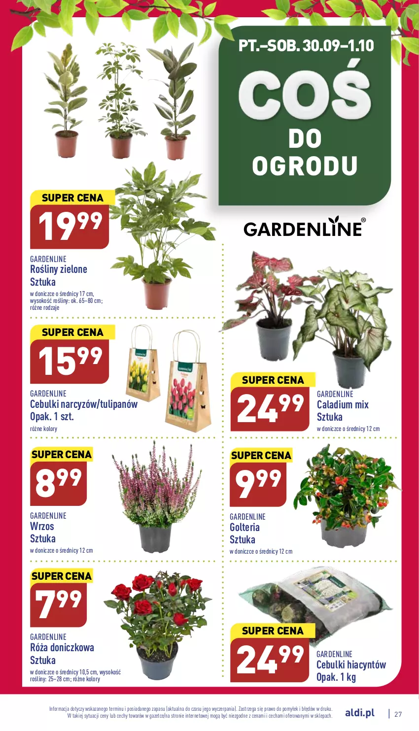 Gazetka promocyjna Aldi - Pełny katalog - ważna 26.09 do 01.10.2022 - strona 27 - produkty: Hiacynt, Narcyz, Róża, Sok, Tulipan