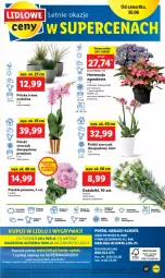 Gazetka promocyjna Lidl - GAZETKA - Gazetka - ważna od 02.07 do 02.07.2022 - strona 47 - produkty: Piwo, Sok, Por, Gry, Storczyk, Mola, Bukiet