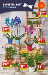 Gazetka promocyjna Biedronka - Od poniedziałku - Gazetka - ważna od 24.06 do 24.06.2023 - strona 18 - produkty: Chryzantema, Wazon, Storczyk, Sukulent