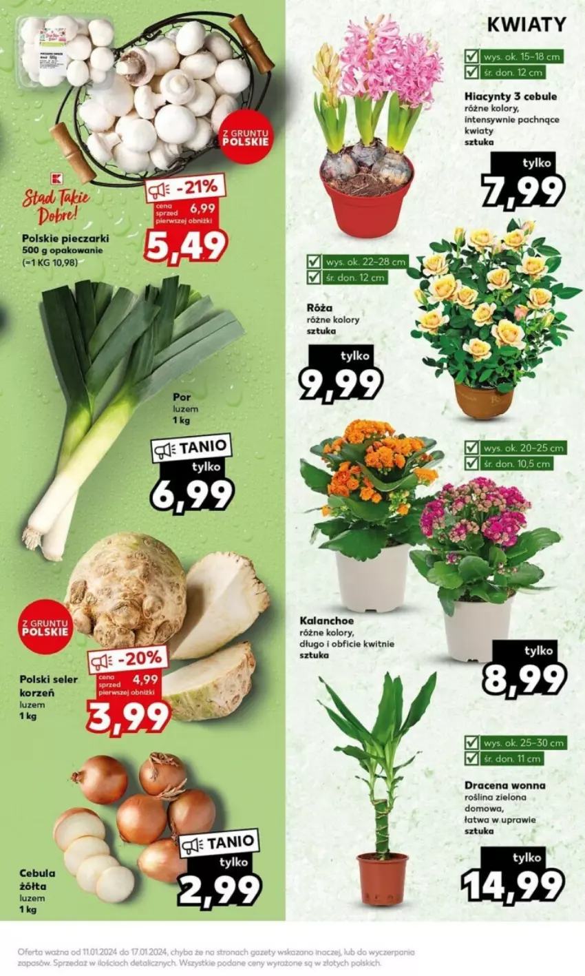 Gazetka promocyjna Kaufland - ważna 15.01 do 17.01.2024 - strona 5 - produkty: Cebula, Hiacynt, Kalanchoe, Piec