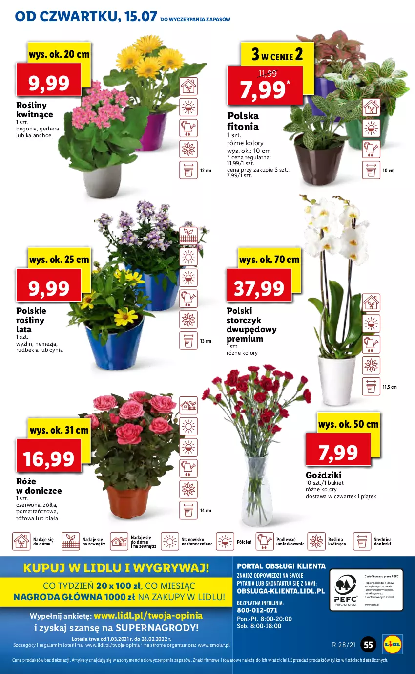 Gazetka promocyjna Lidl - GAZETKA - ważna 15.07 do 17.07.2021 - strona 55 - produkty: Bukiet, Cień, Gerber, Gry, Kalanchoe, Mola, O nas, Storczyk