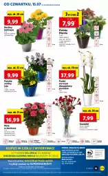 Gazetka promocyjna Lidl - GAZETKA - Gazetka - ważna od 17.07 do 17.07.2021 - strona 55 - produkty: Gry, Gerber, Cień, O nas, Kalanchoe, Storczyk, Mola, Bukiet