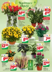 Gazetka promocyjna Dino - Gazetka 42 - Gazetka - ważna od 24.10 do 24.10.2023 - strona 18 - produkty: Sok, Pur, Chryzantema, Kalanchoe, Bukiet, Fa